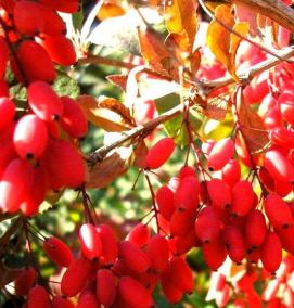 Барбарис обыкновенный саженцы - тип 1