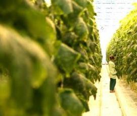 Башкирские теплицы - тип 4