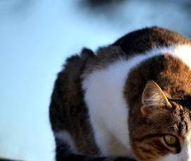 Белое бревно - модель 4