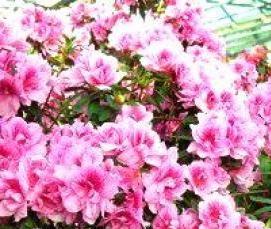 Беседка азалия из поликарбоната - тип 1