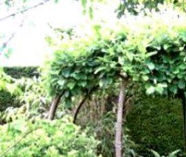 Беседка для дачи тюльпан - тип 1