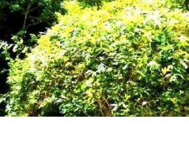 Беседка из стволов деревьев - модель 2