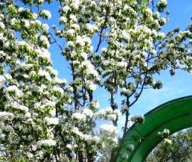 Беседки для дачи из поликарбоната - модель 4