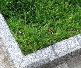 Бордюрный камень для бассейна - тип 4