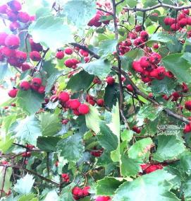 Боярышник саженцы для живой изгороди - модель 1