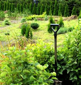 Боярышник саженцы для живой изгороди - модель 3