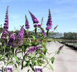 Буддлея саженцы - модель 1