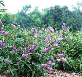 Буддлея саженцы - модель 4