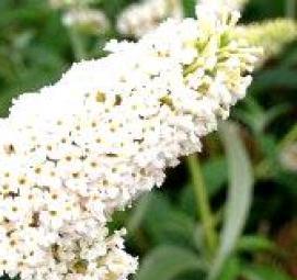 Буддлея саженцы - модель 3