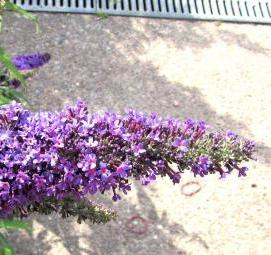 Буддлея саженцы - модель 2