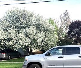 цемент cx 5 - тип 2