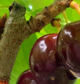 черешня бычье сердце саженцы - вариант 1