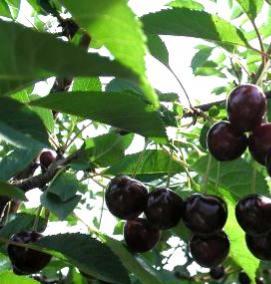 черешня бычье сердце саженцы - вариант 4