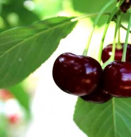 черешня бычье сердце саженцы - вариант 3