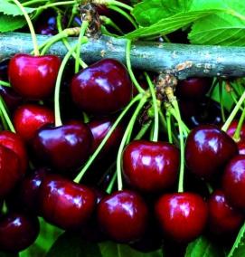 черешня бычье сердце саженцы - вариант 2