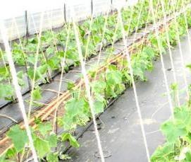 черная теплица - вариант 4