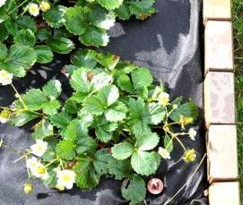 черный геотекстиль от сорняков - тип 3