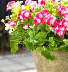 цветок для вазонов цветет все лето - тип 1