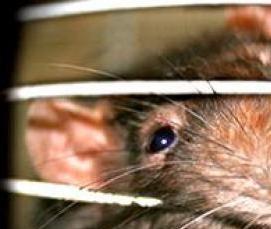 Дератизация дома - вариант 3