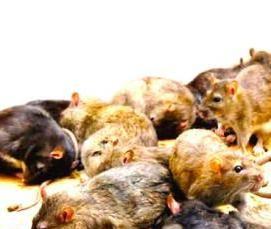 Дератизация дома - вариант 2