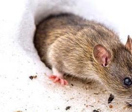 Дератизация на пищевом производстве - вариант 3