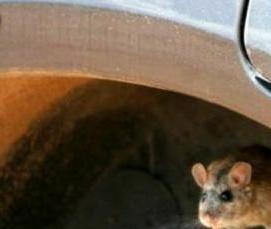 Дератизация в доу - модель 3