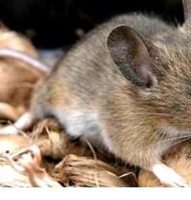 Дератизация жилых домов - модель 2