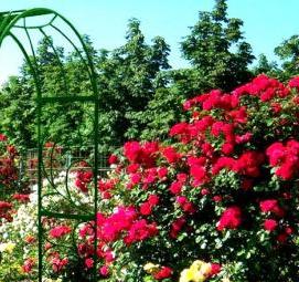 Деревянная шпалера для роз - модель 1