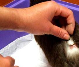 Дезинфекция квартиры от лишая - модель 1