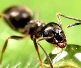 Дезинфекция от муравьев в квартире - модель 4