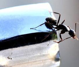 Дезинфекция от муравьев в квартире - модель 3