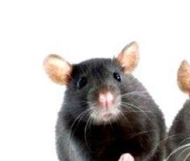 Дезинфекция от мышей в квартире - вариант 1