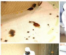 Дезинфекция помещений от клопов - модель 3