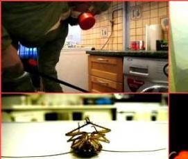 Дезинфекция тараканов горячим туманом - модель 2