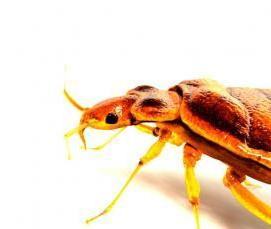 Дезинфекция тараканов с гарантией - модель 3