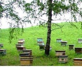 Дезинфекция ульев - тип 4