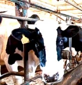 Дезинфекция животноводческих объектов - тип 3