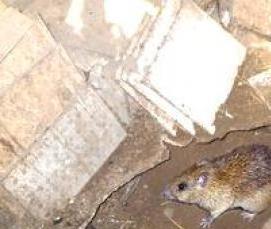 Дезинсекция и дератизация в многоквартирных домах - тип 3