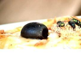 Дезинсекция квартиры от блох - модель 1