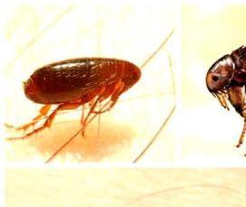 Дезинсекция квартиры от блох - модель 3