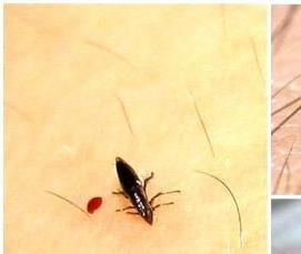 Дезинсекция от блох - модель 3