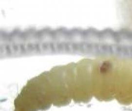 Дезинсекция от моли - модель 4