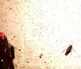 Дезинсекция от моли - модель 3