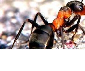 Дезинсекция от муравьев - тип 1