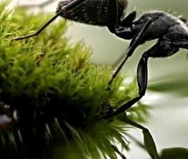 Дезинсекция от муравьев в квартире - модель 1