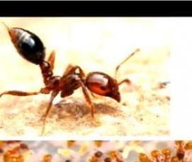 Дезинсекция от муравьев в квартире - модель 4