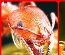 Дезинсекция от муравьев в квартире - модель 3