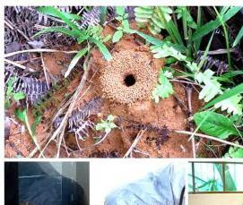 Дезинсекция подвала многоквартирного дома - тип 1