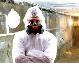 Дезинсекция подвалов - тип 1