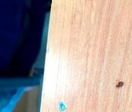 Дезинсекция в школе - вариант 1